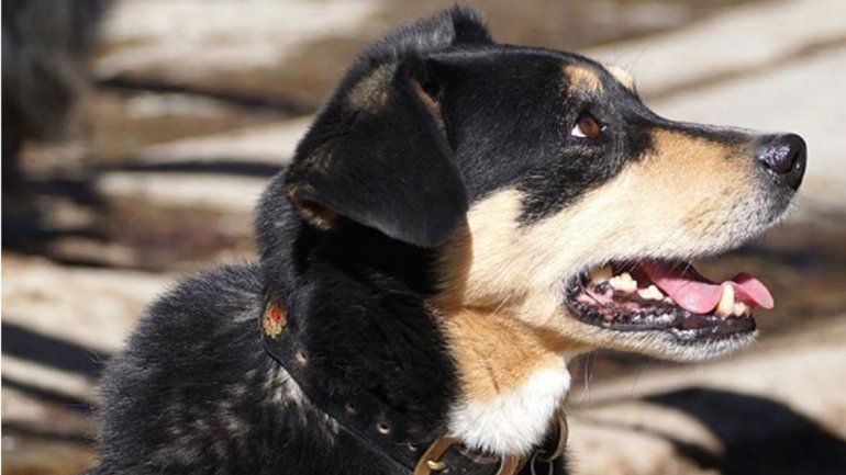 Pagan rescates para poder recuperar a sus mascotas