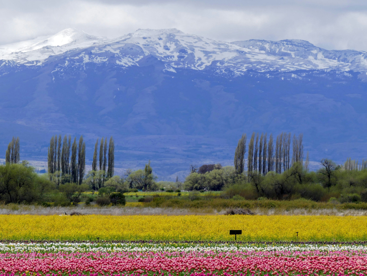 La región está prácticamente libre de plagas, lo que permite prácticas más orgánicas y sostenibles. Foto: WofA La región está prácticamente libre de plagas, lo que permite prácticas más orgánicas y sostenibles. Foto: WofA