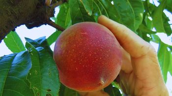 Investigadores del INTA lograron llevar al mercado nuevas variedades de durazno adaptadas a la producción local y a las demandas del consumidor. | LM Neuquen Investigadores del INTA lograron llevar al mercado nuevas variedades de durazno adaptadas a la producción local y a las demandas del consumidor.