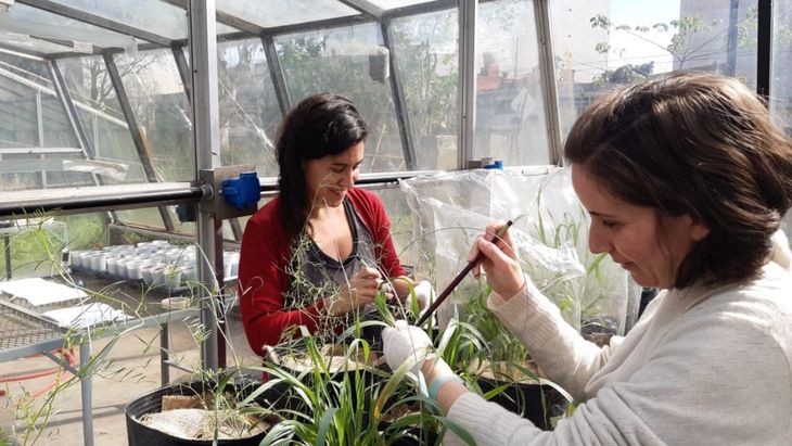 Paula Berenstecher (izq.) y Ana Faigón haciendo experimentos en el invernadero del Instituto de Investigaciones Fisiológicas y Ecológicas Vinculadas a la Agricultura (IFEVA, CONICET-UBA). Foto: gentileza Conicet. Paula Berenstecher (izq.) y Ana Faigón haciendo experimentos en el invernadero del Instituto de Investigaciones Fisiológicas y Ecológicas Vinculadas a la Agricultura (IFEVA, CONICET-UBA). Foto: gentileza Conicet.