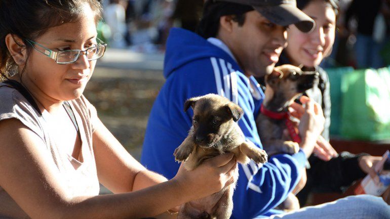 Las redes sociales, aliadas de mascotas en adopción