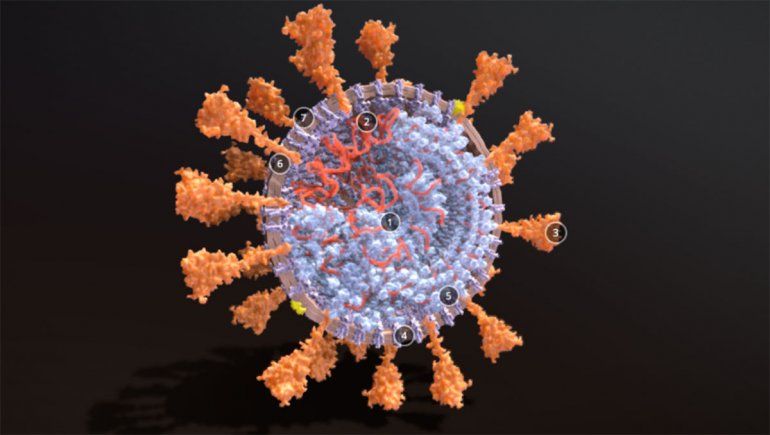 Coronavirus: una radiografía a fondo para saber todo sobre el virus