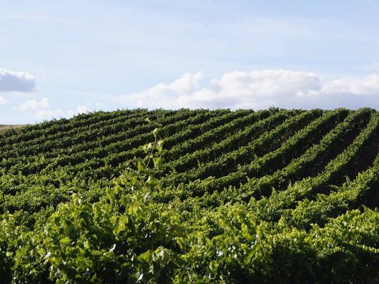 El mercado internacional del vino registró una fuerte caída en ventas y exportaciones, mientras los principales países consumidores redujeron su demanda.