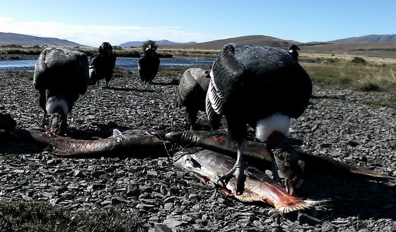Cóndores comen salmones en la Patagonia. Cóndores comen salmones en la Patagonia.