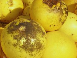 Para el control de esta plaga no existen productos químicos específicos disponibles en el mercado. Para el control de esta plaga no existen productos químicos específicos disponibles en el mercado.