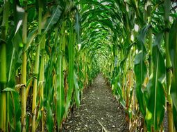 La Bolsa de Cereales de Buenos Aires mencionó un potencial aumento de 8% en el caso de maíz. La Bolsa de Cereales de Buenos Aires mencionó un potencial aumento de 8% en el caso de maíz.