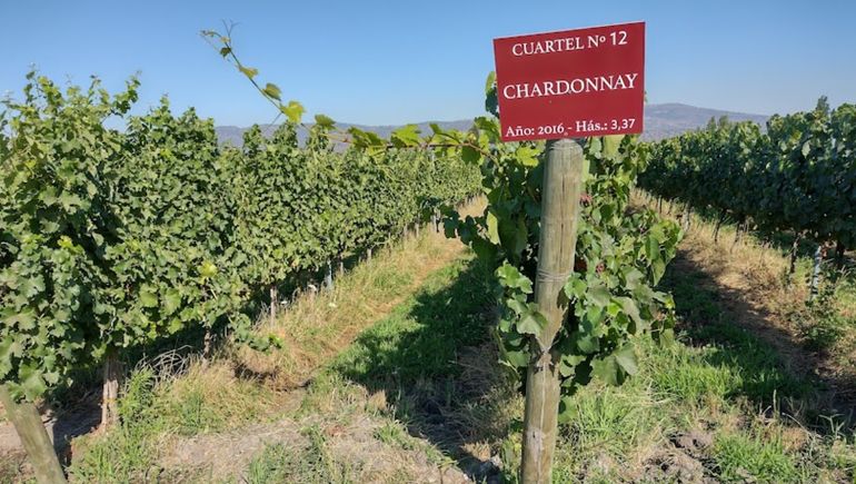 12 Chardonnay para beber este otoño