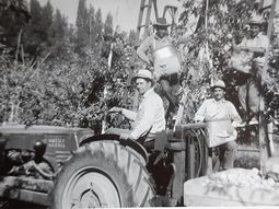 Cosecha en la Colonia Inglesa, fotografía histórica. M. Alejandra Assar. Cosecha en la Colonia Inglesa, fotografía histórica. M. Alejandra Assar.