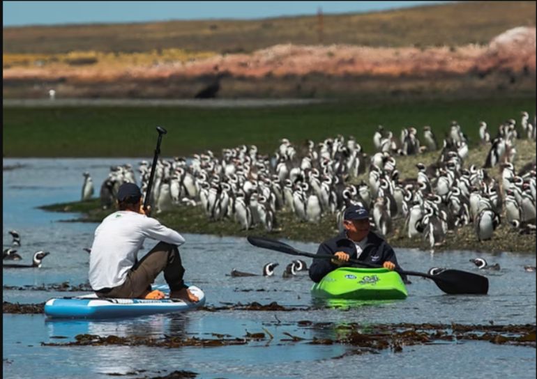 El contacto cercano con fauna silvestre, en la zona de Campamento Darwin.. El contacto cercano con fauna silvestre, en la zona de Campamento Darwin..