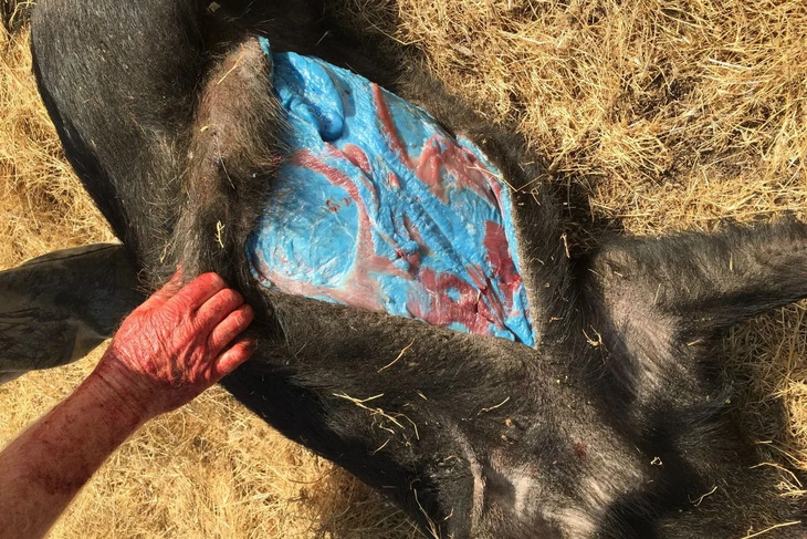 EN 2020 se prohibió el uso de esa droga. Foto: Independent EN 2020 se prohibió el uso de esa droga. Foto: Independent