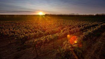 la elaboracion natural, la clave del vino patagonico la elaboracion natural, la clave del vino patagonico