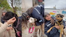 Personal de la Muni de Oro rescató a tres perros que sufrían malos tratos.