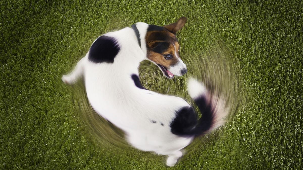 los perros pueden lastimarse la cola