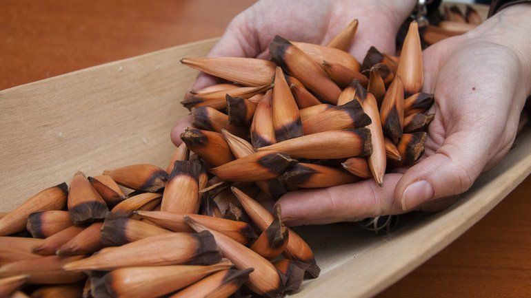 Sigue habilitada la recolección limitada de piñones