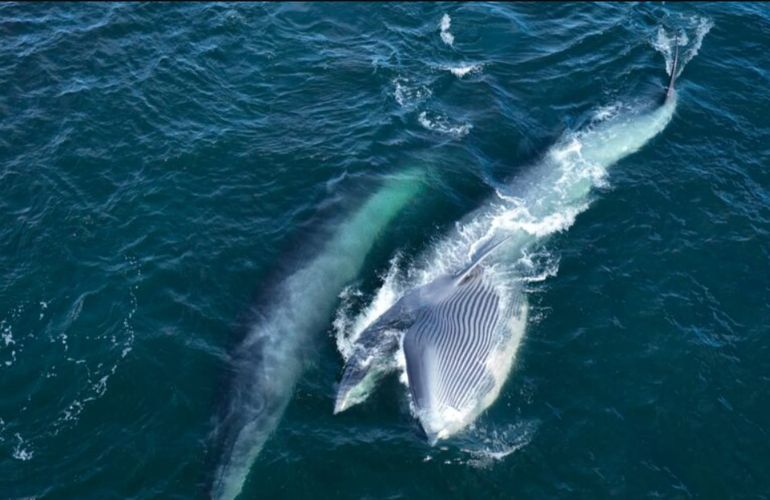 Entre mayo y noviembre, desde Punta Marqués se pueden avistar ballenas rumbo a Península Valdés. Entre mayo y noviembre, desde Punta Marqués se pueden avistar ballenas rumbo a Península Valdés.