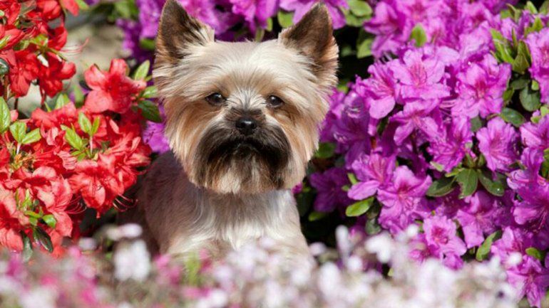 Llegó la primavera y aparecen las alergias