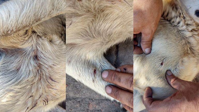 Denuncian que un vecino le dispara a las mascotas del barrio