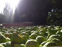 Variedad por variedad, el INTA difundió los resultados del muestreo de madurez de las peras. Variedad por variedad, el INTA difundió los resultados del muestreo de madurez de las peras.