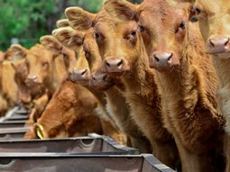 ganado vacuno: hay una incipiente recuperacion de la recria ganado vacuno: hay una incipiente recuperacion de la recria