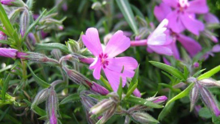Phlox subulata o musgo rosa