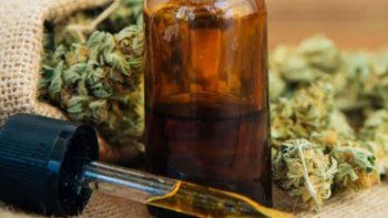 unrn apoya el cannabis medicinal y busca producir el aceite unrn apoya el cannabis medicinal y busca producir el aceite