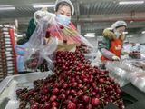 China, el gran mercado para cerezas chilena.