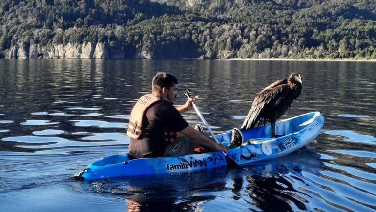 Emocionante rescate de un cóndor que cayó en el lago Traful