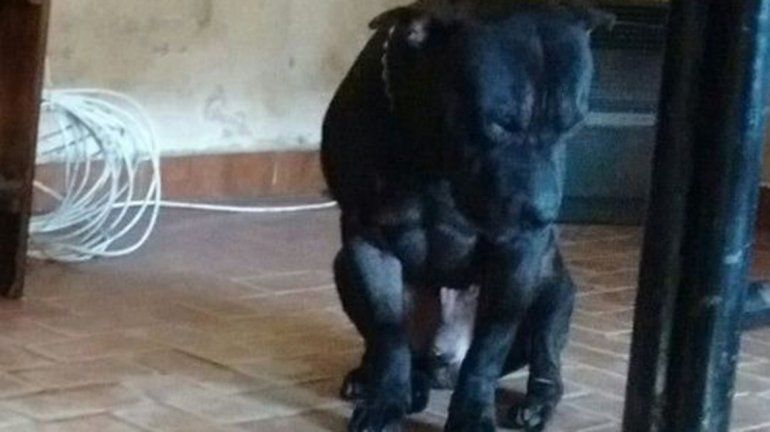 Un pitbull mató a una beba e hirió de gravedad a su mamá