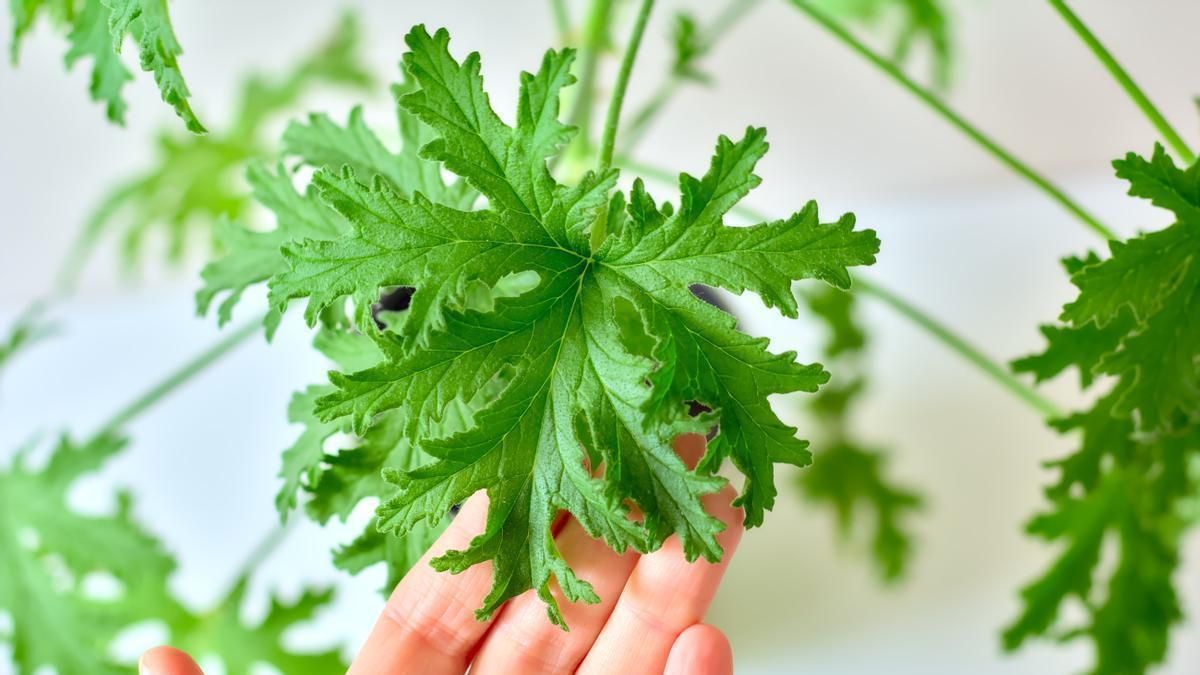 La planta que ahuyenta a los mosquitos: cuál es, dónde ubicarla y cómo ...