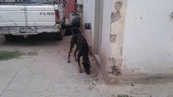 rescataron a dos perros desnutridos y acusaran al dueno rescataron a dos perros desnutridos y acusaran al dueno