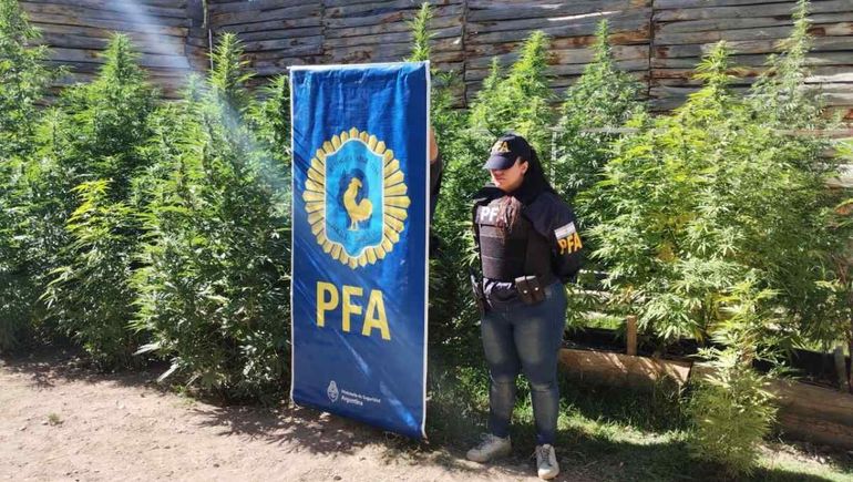 La Policía Federal secuestró plantas de marihuana en Las Perlas. Foto: gentileza.