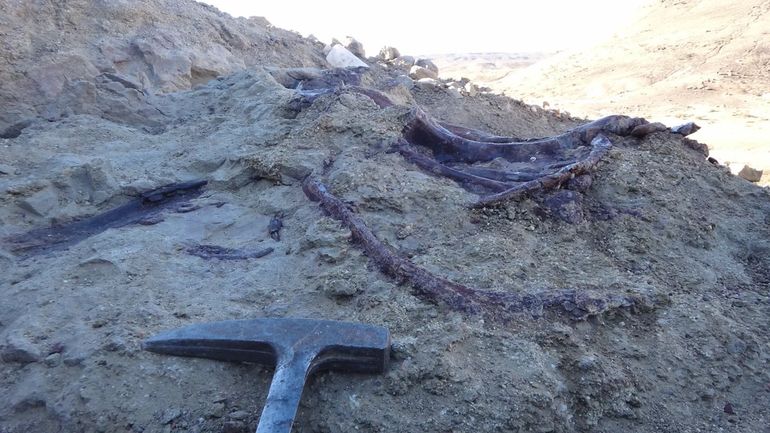 Restos del dinosaurio hallado en Chubut.