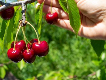 En el valle templado de Jujuy el pasado martes 30 de septiembre se recolectaron los primeros frutos de la temporada.