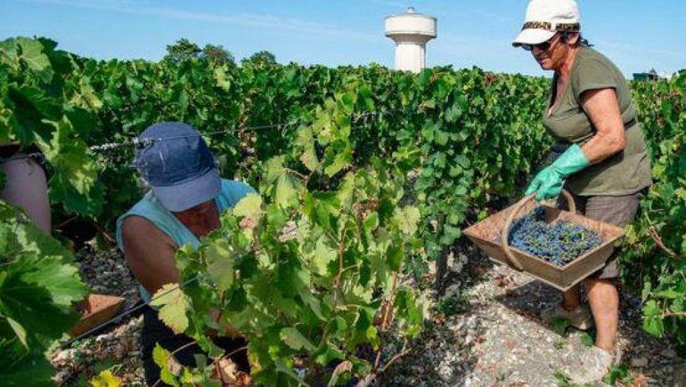 Francia sugiere a sus desempleados que trabajen en el campo