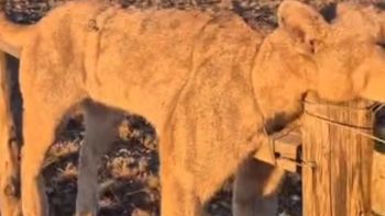 Pumas atados con alambre en Santa Cruz. Pumas atados con alambre en Santa Cruz.