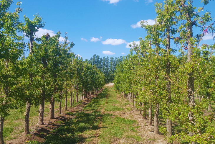 Las variedades fueron inscriptas en el Registro Nacional de Cultivares (RNC) del Instituto Nacional de Semillas (INASE). Foto: INTA Las variedades fueron inscriptas en el Registro Nacional de Cultivares (RNC) del Instituto Nacional de Semillas (INASE). Foto: INTA