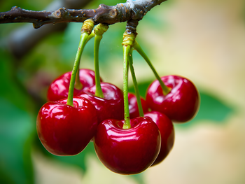 la produccion mundial de cerezas se derrumba y los precios se disparan