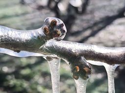 Productores en alerta por las mínimas pronosticadas. Productores en alerta por las mínimas pronosticadas.
