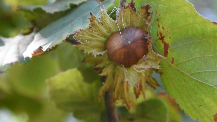 Tras un año récord, el clima dio un giro abrupto y dejó a muchos productores sin cosecha para vender. Tras un año récord, el clima dio un giro abrupto y dejó a muchos productores sin cosecha para vender.