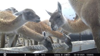 Competencia por el agua. Imagen tomada por cámara trampa, incluida en la investigación del INTA. | LM Neuquen Competencia por el agua. Imagen tomada por cámara trampa, incluida en la investigación del INTA.