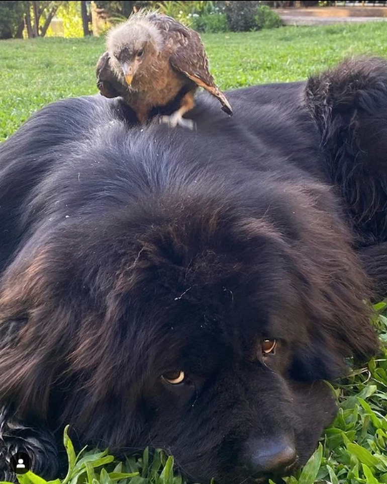 El perro de Arana junto con uno de los pichones