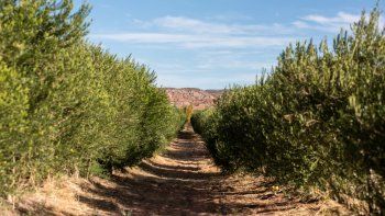 olivares rincon de los sauces
