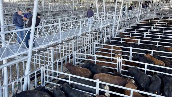 Productores ganaderos encuentran en el Pagaré Producto una forma de acceder al crédito sin necesidad de vender hacienda anticipadamente para cubrir vencimientos. Productores ganaderos encuentran en el Pagaré Producto una forma de acceder al crédito sin necesidad de vender hacienda anticipadamente para cubrir vencimientos.