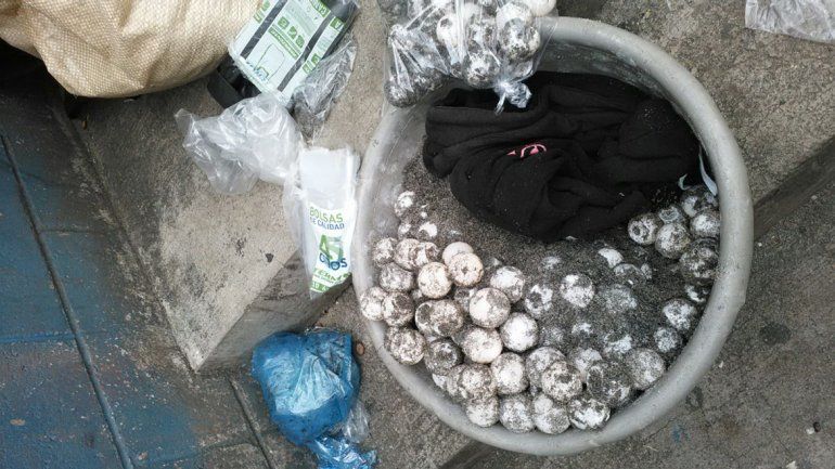 Los ladrones habían robado los huevos de una playa de Florida.