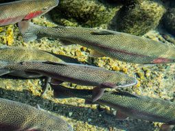 La producción actual de estos salmónidos se encuentra en torno a las 10.000 toneladas año. La producción actual de estos salmónidos se encuentra en torno a las 10.000 toneladas año.