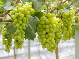 Exportaciones de variedades nuevas de uvas de mesa crecerán, alcanzando el 73% del total de los envíos Exportaciones de variedades nuevas de uvas de mesa crecerán, alcanzando el 73% del total de los envíos