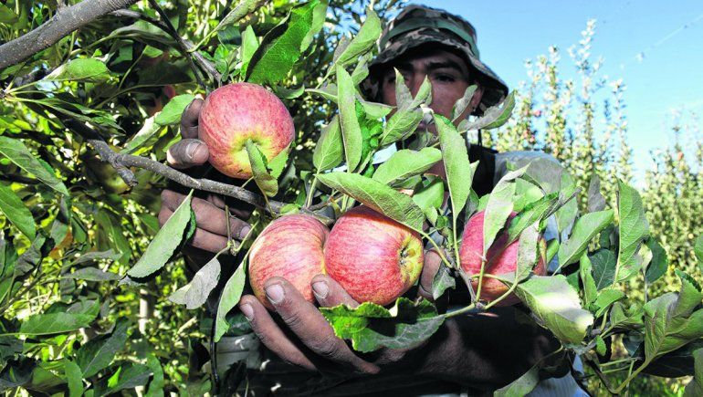La cosecha de Royal Gala abre la temporada de manzana en la región