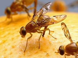 La presencia de mosca de los frutos en la región condicional las exportaciones de frutas de la región afectada. La presencia de mosca de los frutos en la región condicional las exportaciones de frutas de la región afectada.