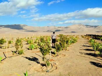 Los agricultores del desierto apuestan a las lechugas regadas con niebla.