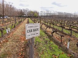 Este sábado, de 10 a 16 se desarrollará el Open Day en bodegas de Río Negro. Este sábado, de 10 a 16 se desarrollará el Open Day en bodegas de Río Negro.
